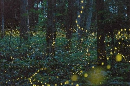 Nuit d&rsquo;&eacute;t&eacute;
