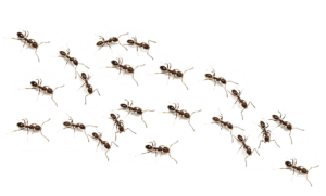 Nuit d&rsquo;&eacute;t&eacute;