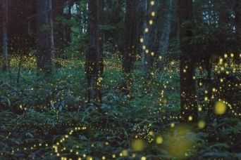 Nuit d&rsquo;&eacute;t&eacute;