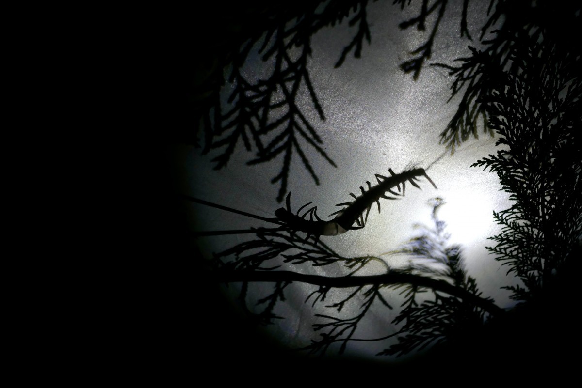 Nuit d'été