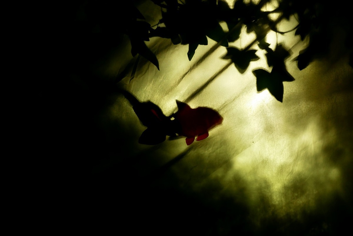 Nuit d'été